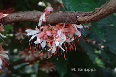 Humboldtia decurrens